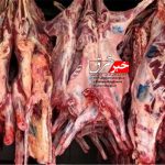 ۱۵۰۰ کیلوگرم گوشت و آلایش دامی آلوده در بیرجند معدوم شد