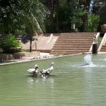 تجربه بی‌نظیر شترسواری و اسب‌سواری در قلب کویر؛ میزبانی باغ گلشن طبس از مسافران