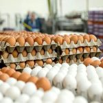صادرات بیش از ۳ هزار تن تخم مرغ خوراکی به کشورهای  عراق و افغانستان از بازارچه های مرزی استان خراسان جنوبی