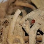 غربت بازگشت، شکوه بی‌صدا