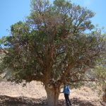 ثبت درخت بنه کهنسال کلاته سری قاین در فهرست میراث طبیعی