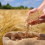 مطالبات گندم کاران در حال پیگیری است